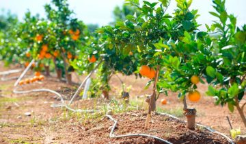 Datos clave del sector agroalimentario en Valencia e industria 4.0 en España