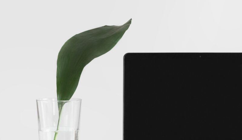 Hacen funcionar un ordenador durante 6 meses con la energía de algas