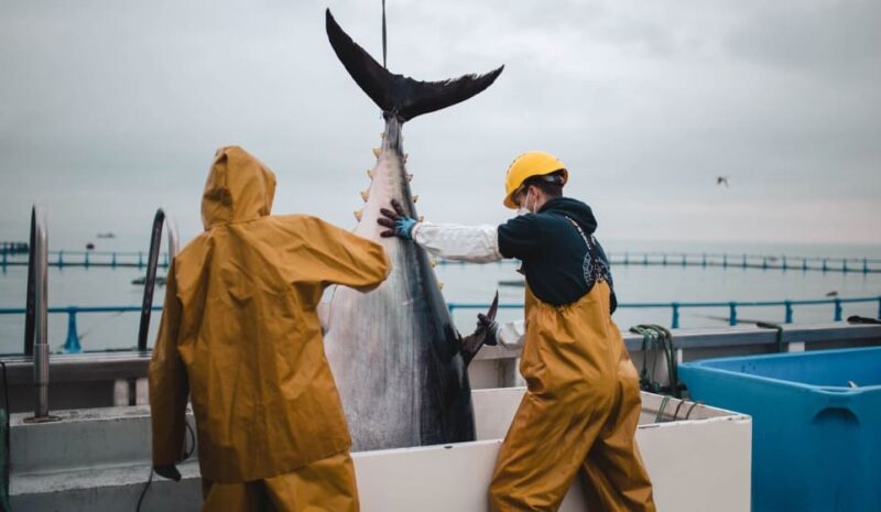 Grup Balfegó logra la trazabilidad total del atún rojo